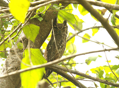 GREYISH EAGLE OWL , THE FARASUTO FOREST , GAMBIA , 9 , 11 , 2014
