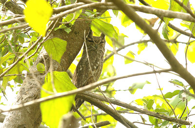 GREYISH EAGLE OWL . THE FARASUTO FOREST . GAMBIA . 9 . 11 . 2014 