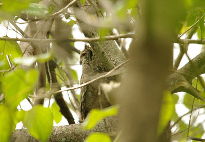 GREYISH EAGLE OWL . THE FARASUTO FOREST . GAMBIA . 9 . 11 . 2014