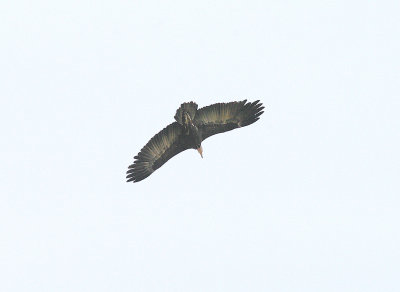 HOODED VULTURE . THE CYCLE TRACK . KOLOLI . GAMBIA . 7 . 11 . 2014