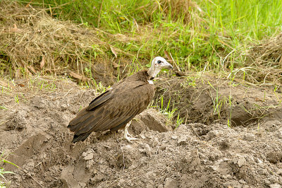 HOODED VULTURE . THE LAMIN RICE FIELDS . GAMBIA . 8 . 11 . 2014