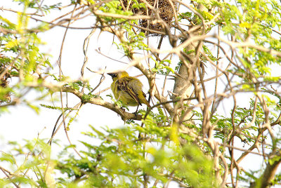 LITTLE WEAVER . BRUFORT FOREST . GAMBIA . 10 . 11 . 2014