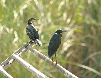 LONG-TAILED CORMORANT ( Juvenile ) & BLACK HERON . JACANA POOL . KOLOLI . GAMBIA . 7 . 11 . 2014