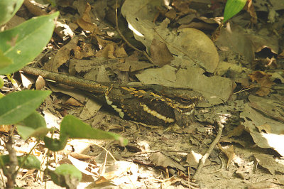 LONG-TAILED NIGHTJAR , BRUFORT FOREST , GAMBIA , 10 , 11 , 2014