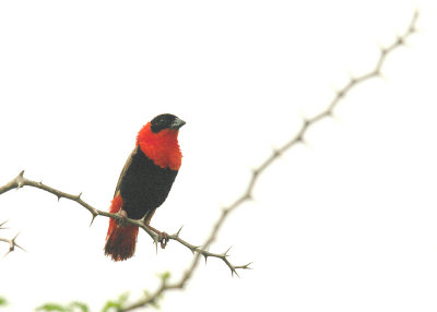 NORTHERN RED BISHOP . THE FARASUTO FOREST AREA . GAMBIA . 9 . 11 . 2014 