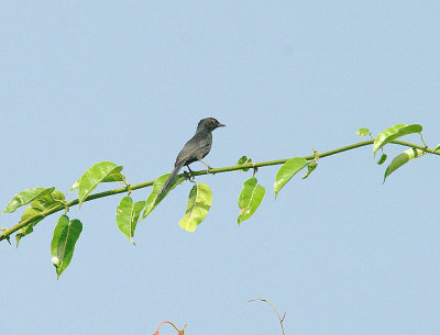 NORTHERN BLACK FLYCATCHER . BRUFORT FOREST . GAMBIA . 10 . 11 . 2013