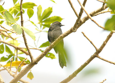 NORTHERN BLACK FLYCATCHER . THE KULORA AREA . GAMBIA . 9 . 11 . 2014
