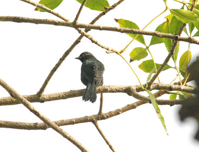 Northern Black Flycatcher - Melaenornis edolioides