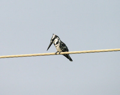 PIED KINGFISHER ( Male )  . KOTU BRIDGE . KOLOLI . GAMBIA . 7 . 11 . 2014