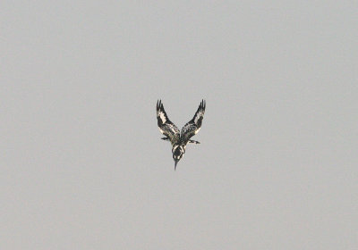 PIED KINGFISHER . KOTU BRIDGE . KOLOLI . GAMBIA . 7 . 11 . 2014