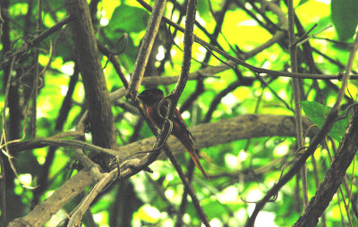 RED-BELLIED PARADISE FLYCATCHER . THE FARASUTO FOREST . GAMBIA . 9 . 11 . 2014