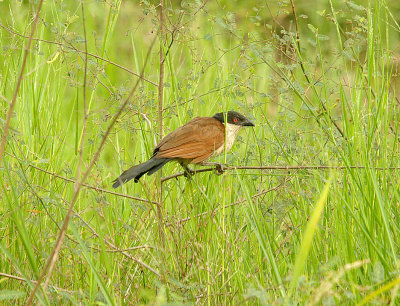 SENEGAL COUCAL . THE LAMIN RICE FIELDS . GAMBIA . 8 . 11 . 2013