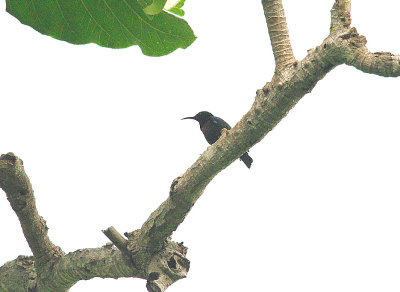 SPLENDID SUNBIRD . ABUKO NATURE RESERVE . GAMBIA . 8 . 11. 2014