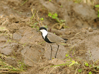 SPUR-WINGED PLOVER . THE LAMIN RICE FIELDS . GAMBIA . 8 . 11 . 2014