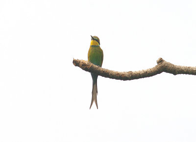 SWALLOW-TAILED BEE-EATER , ABUKO NATURE RESERVE , GAMBIA , 8 , 11 , 2014