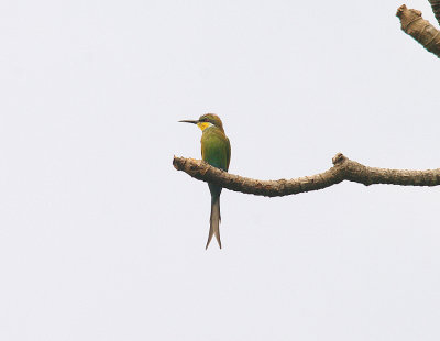 SWALLOW-TAILED BEE-EATER . ABUKO NATURE RESERVE . GAMBIA . 8 . 11 . 2014