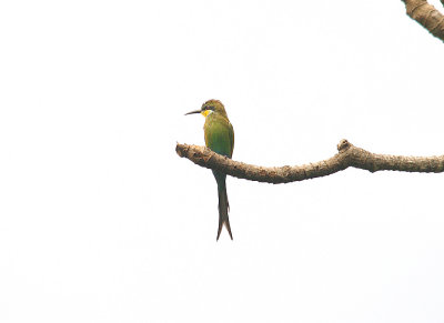 SWALLOW-TAILED BEE-EATER . ABUKO NATURE RESERVE . GAMBIA . 8 . 11 . 2014