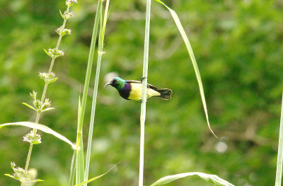 Variable Sunbird - Cinnyris venustus