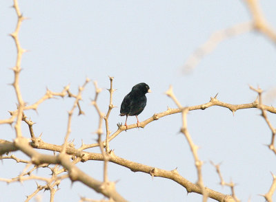 VILLAGE INDIGOBIRD . BRUFORT FOREST . GAMBIA . 10 . 11 . 2014