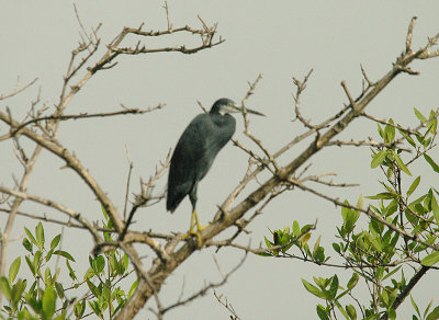 WESTER REEF EGRET ( Dark Phase ) . THE FARASUTO FOREST AREA  . GAMBIA . 9 . 11 . 2014