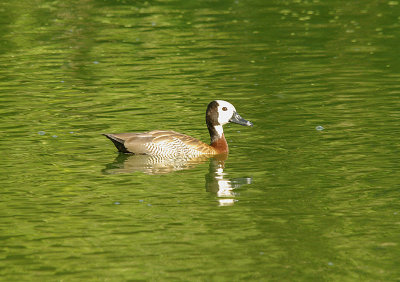 WHITE-FACED WHISTLING DUCK .  THE SEWAGE WORKS . KOLOLI . GAMBIA . 7 . 11 . 2014