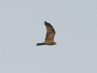 YELLOW-BILLED KITE . THE CYCLE TRACK . KOLOLI . GAMBIA . 8 . 11 . 2014