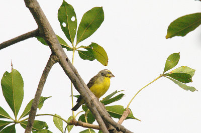 YELLOW-FRONTED CANARY . THE KULORA AREA . GAMBIA . 9 . 11 . 2014 