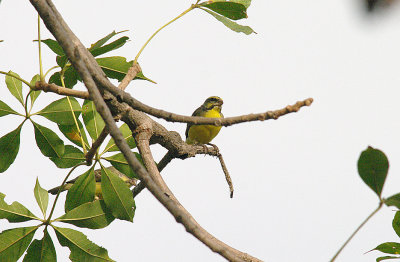 YELLOW-FRONTED CANARY . THE KULORA AREA . GAMBIA . 9 . 11 . 2014