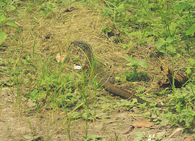 NILE MONITOR LIZARD ( Varanus niloticus ) . ABUKO NATURE RESERVE . GAMBIA . 8 . 11 . 2014