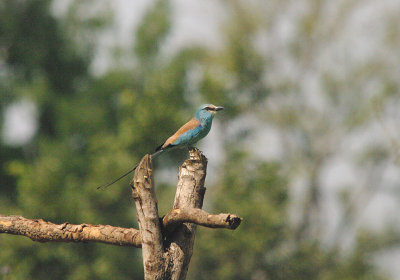 ABYSSINIAN ROLLER . THE BATELING TRACK . GAMBIA . 12 . 11 . 2014