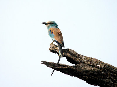 ABYSSINIAN ROLLER . THE KAMBATI RIVER CAMP . GAMBIA . 12 . 11 . 2014