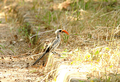 WESTERN RED-BILLED HORNBILL . THE CYCLE TRACK . KOLOLI . GAMBIA . 14 . 11 . 2014