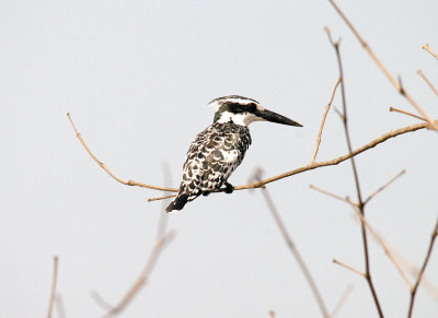 PIED KINGFISHER . THE KAMBATI RIVER CAMP . GAMBIA . 12 . 11 . 2014