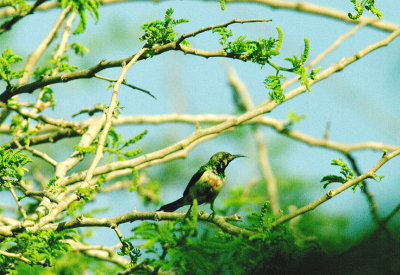 BEAUTIFUL SUNBIRD . KOTU BRIDGE . KOLOLI . 14 . 11 . 2014