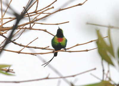 BEAUTIFUL SUNBIRD . KOTU BRIDGE . KOLOLI . GAMBIA . 13 . 11 . 2013