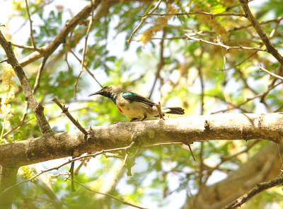 BEAUTIFUL SUNBIRD . THE CYCLE TRACK . KOLOLI . GAMBIA . 13 . 11 . 2014