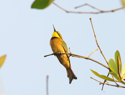 LITTLE BEE-EATER , KOTU BRIDGE , KOLOLI , GAMBIA , 13 , 11 , 2014