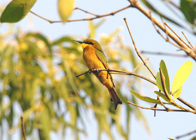 LITTLE BEE-EATER . KOTU BRIDGE . KOLOLI . GAMBIA . 13 . 11 . 2014