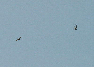 AFRICAN PALM SWIFT . THE SEWAGE WORKS . KOLOLI . GAMBIA . 13 . 11 . 2014