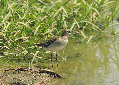 WOOD SANDPIPER , THE SEWAGE WORKS , KOLOLI , GAMBIA , 13 , 11 , 2014