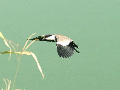 SPUR-WINGED PLOVER , THE SEWAGE WORKS , KOLOLI , GAMBIA , 13 , 11 , 2014