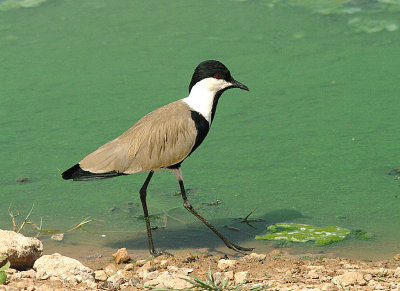 SPUR-WINGRD PLOVER . THE SEWAGE WORKS . KOLOLI . GAMBIA . 13 . 11 . 2014