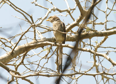 YELLOW-BILLED SHRIKE , THE JACANA POOL , KOLOLI , GAMBIA . 13 . 11 . 2014