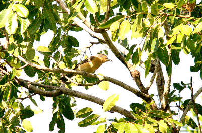 NORTHERN PUFFBACK ( Female ) . KAMBATI . GAMBIA . 12 . 11 . 2014