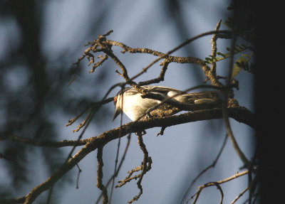 NORTHERN PUFFBACK ( Male ) . KAMBATI . GAMBIA . 12 . 11 . 2014