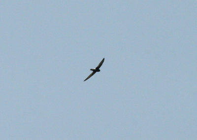 LITTLE SWIFT , THE KAMBATI RIVER CAMP , GAMBIA , 12 , 11 , 2014