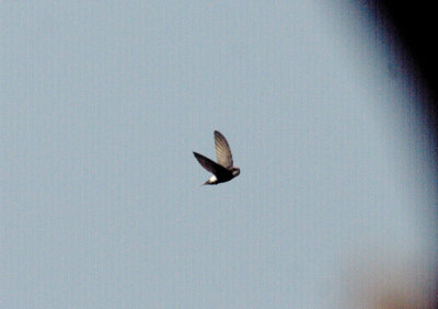 LITTLE SWIFT . THE KAMBATI RIVER CAMP . GAMBIA . 12 . 11 . 2014