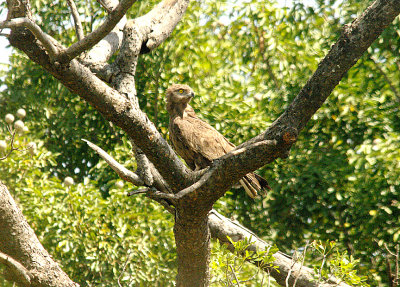 BROWN SNAKE EAGLE . Nr THE TENDABA CAMP . GAMBIA . 12 . 11 . 2014