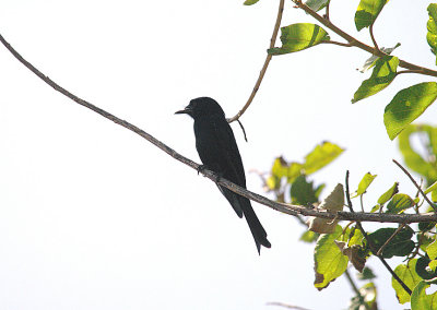 FORK -TAILED DRONGO . Nr THE TENDABA CAMP . GAMBIA . 12 . 11 . 2014