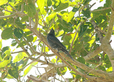 FORK-TAILED DRONGO ( Juvenile ) . Nr THE TENDABA CAMP . GAMBIA . 12 . 11 . 2014